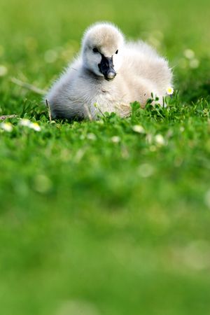 Black Swan Cygnetの写真素材