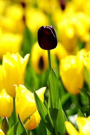 Tulipsの写真素材