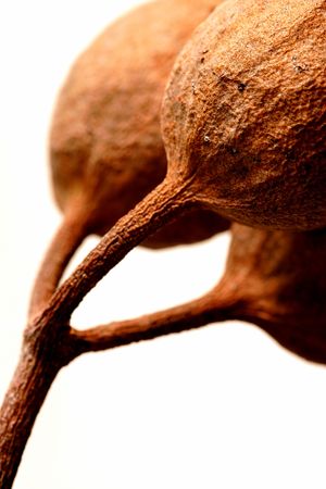 Australian Eucalyptus Gumnutsの写真素材