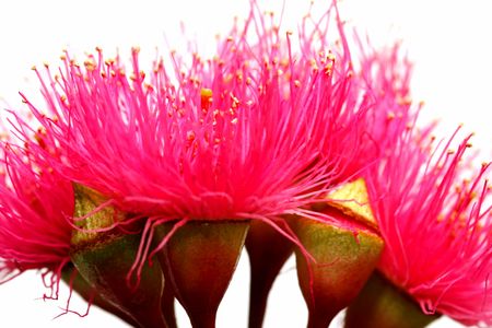 Australian Eucalyptus Flowersの写真素材