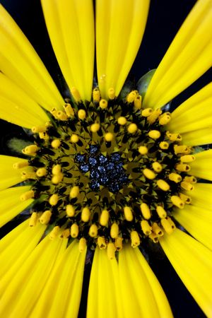 Australian Wildflowerの写真素材