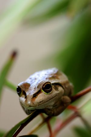 Western Green Tree Frog