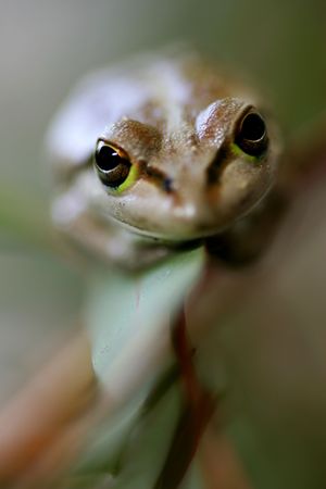 Western Green Tree Frog