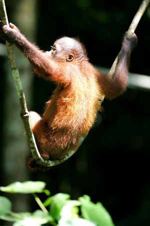 Orangutanの写真素材