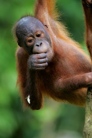 Orangutanの写真素材