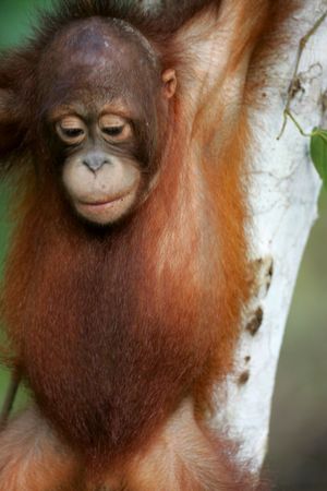 Orangutanの写真素材