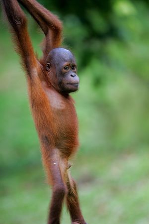 Orangutanの写真素材
