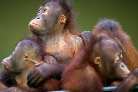 Orangutanの写真素材