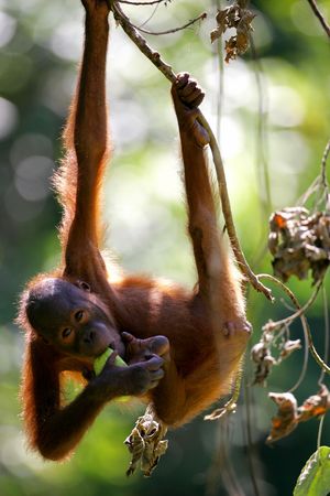 Orangutanの写真素材