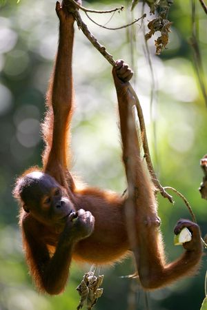 Orangutanの写真素材