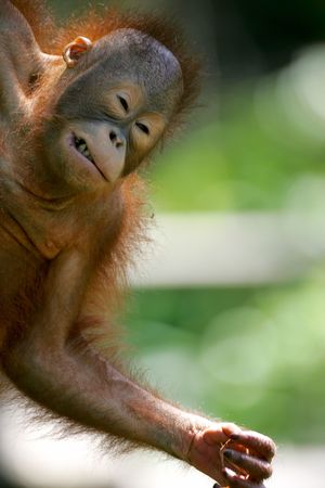 Orangutanの写真素材
