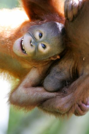 Orangutanの写真素材