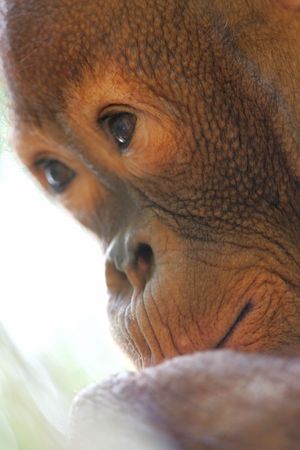 Orangutan
