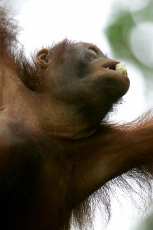 Orangutan