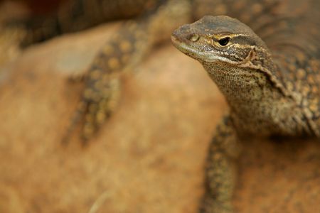 Australian Monitorの写真素材