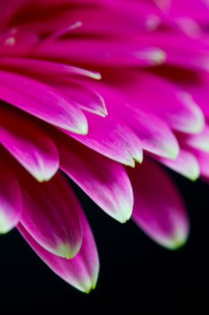 Pink Gerberaの写真素材