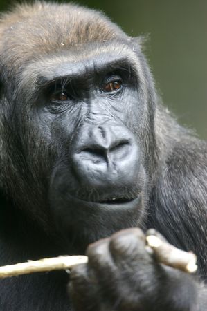 Western Lowland Gorillas in the wild