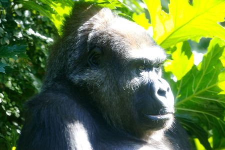 Western Lowland Gorillas in the wild
