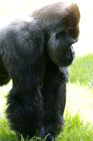 Western Lowland Gorillas in the wild