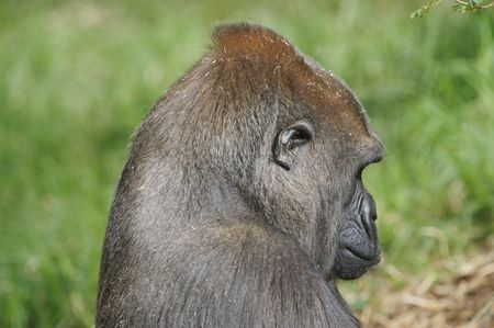Western Lowland Gorillas in the wild