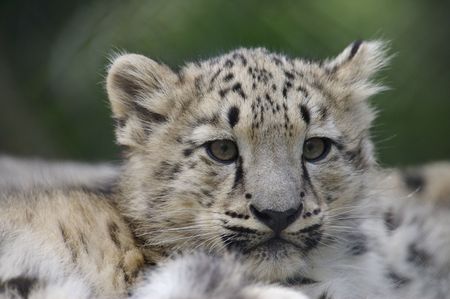 Snow Leopard cubs in the wild