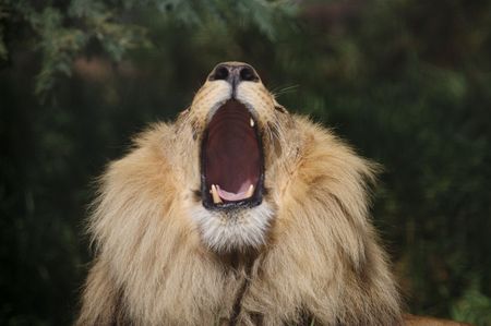 African lions in the wildの写真素材