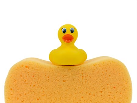 A toy duck on a sponge isolated against a white backgroundの写真素材