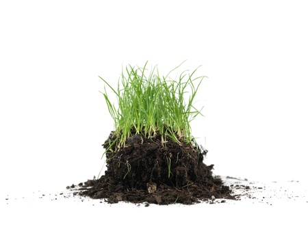 Green grass isolated against a white backgroundの写真素材