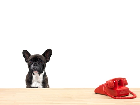 A french bulldog in an office situationの写真素材