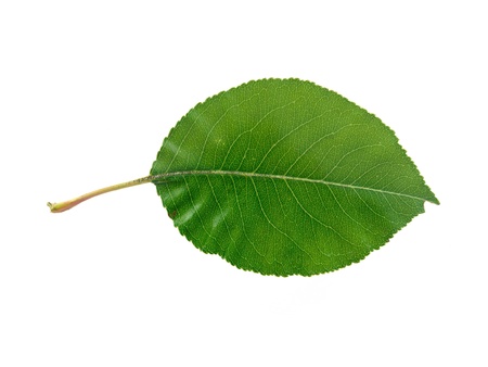 A leaf isolated against a white backgroundの写真素材