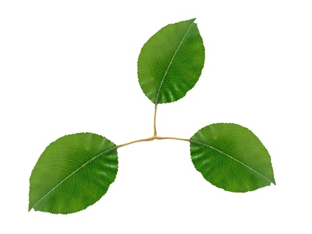 Green leaves isolated against a white background
