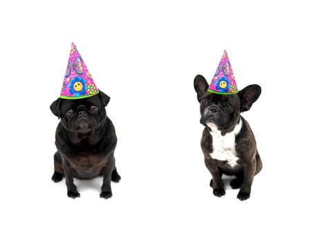 Pet dogs isolated against a white backgroundの写真素材