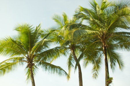 An image of troptical vegetation up closeの写真素材
