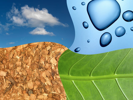 Various natural elements  grouped together in one image