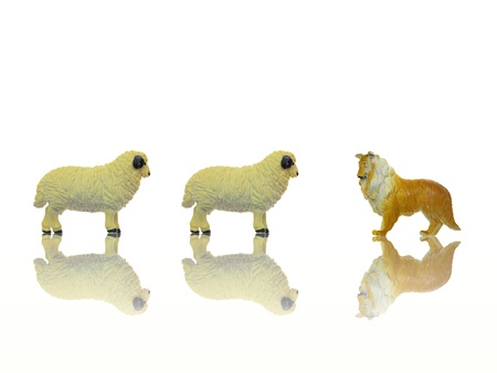 Farm animals isolated against a white backgroundの写真素材