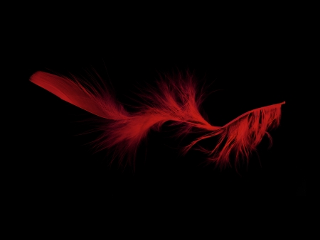 Boa feathers isolated against a white backgroundの写真素材