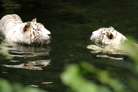 A wild life shot of a white tiger in captivityの写真素材
