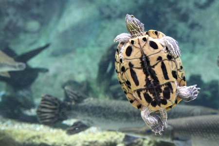 A wild life shot of a turtles in captivityの写真素材