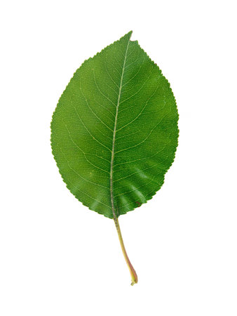 A leaf isolated against a white background
