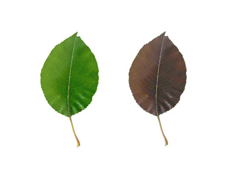 A leaf isolated against a white backgroundの写真素材