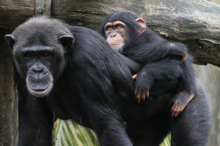 A wildlife shot of chimpanzees in captivityの写真素材