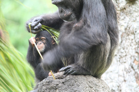A wildlife shot of chimpanzees in captivityの写真素材
