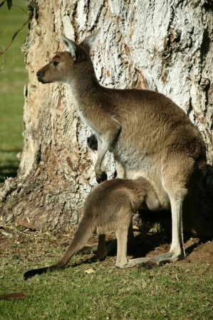 Australian Western Grey Kangaroos in open bushlandの写真素材
