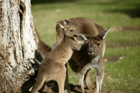Australian Western Grey Kangaroos in open bushlandの写真素材