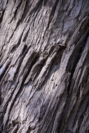 A close up shot of the bark off an Australian Gum Treeの写真素材