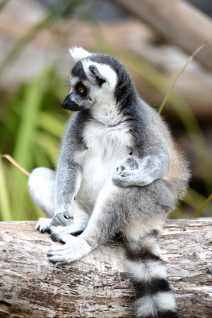 A close up shot of a Ring Tailer Lemur