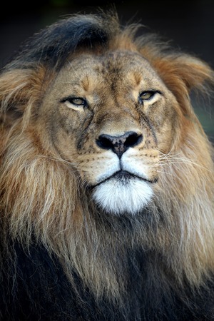 A close up shot of an African Lionの写真素材