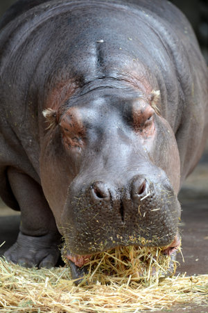 A close up shot of a hippopotamusの写真素材