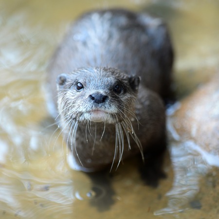 A close up shot of an Otterの写真素材