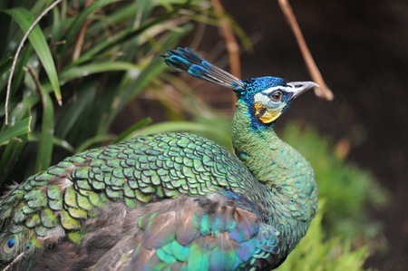 A close up shot of a Peacockの写真素材